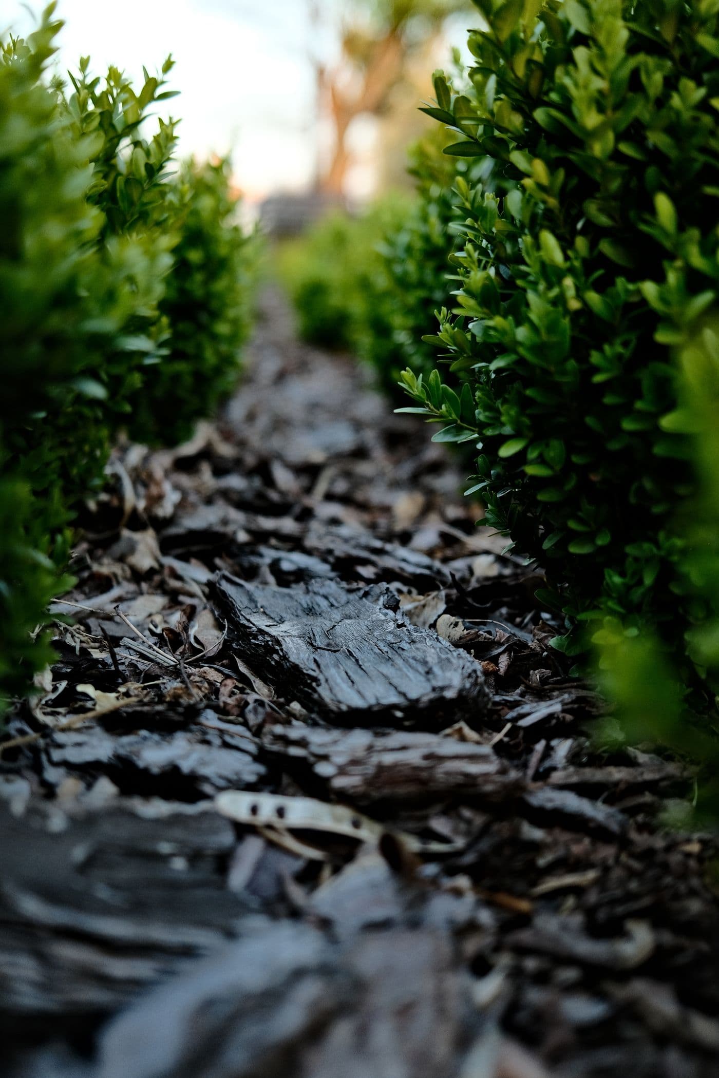 Garden pathway with fresh mulch and manicured boxwood shrubs